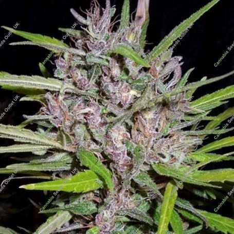 Honduras x Panama Ace Regular Marijuana Strain by Ace Seeds For Sale Online at Cannabis Seeds Outlet