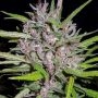 Honduras x Panama Ace Regular Marijuana Strain by Ace Seeds For Sale Online at Cannabis Seeds Outlet