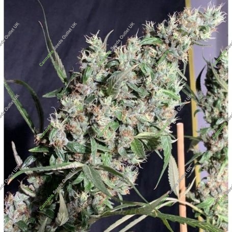 Thai x Panama Marijuana Strain by Ace Seeds For Sale Online at Cannabis Seeds Outlet
