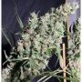 Thai x Panama Marijuana Strain by Ace Seeds For Sale Online at Cannabis Seeds Outlet
