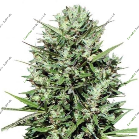 Morocco Beldia Kif Regular Marijuana Strain by Ace Seeds For Sale Online at Cannabis Seeds Outlet