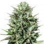 Morocco Beldia Kif Regular Marijuana Strain by Ace Seeds For Sale Online at Cannabis Seeds Outlet