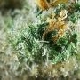 Morocco Beldia Kif Regular by Ace Seeds THC Content Potency Strength CBD Height Yield Flowering Time Indica Sativa Genetics