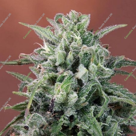 Nepal Annapurna Regular Marijuana Strain by Ace Seeds For Sale Online at Cannabis Seeds Outlet