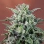Nepal Annapurna Regular Marijuana Strain by Ace Seeds For Sale Online at Cannabis Seeds Outlet