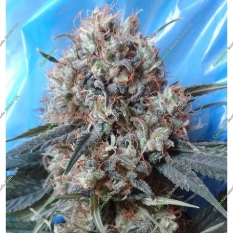 Nepal Jam x Kali China Ace Feminized Marijuana Strain by Ace Seeds For Sale Online at Cannabis Seeds Outlet