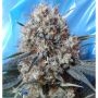 Nepal Jam x Kali China Ace Feminized Marijuana Strain by Ace Seeds For Sale Online at Cannabis Seeds Outlet