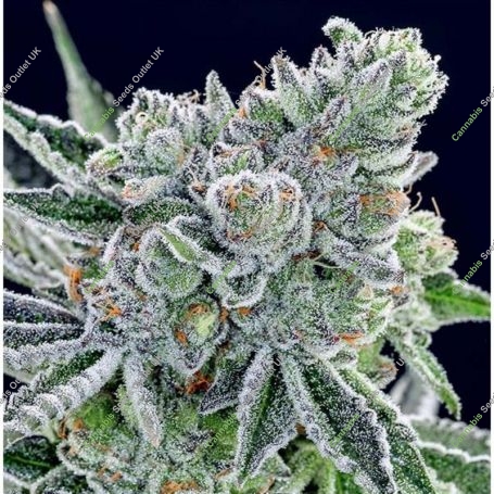 Sour Betty Feminized Marijuana Strain by Anesia Seeds For Sale Online at Cannabis Seeds Outlet