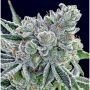 Sour Betty Feminized Marijuana Strain by Anesia Seeds For Sale Online at Cannabis Seeds Outlet
