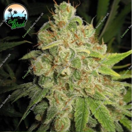 Raspberry Zkittlez Feminized Marijuana Strain by Cali Weed For Sale Online at Cannabis Seeds Outlet