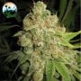 Raspberry Zkittlez Feminized Marijuana Strain by Cali Weed For Sale Online at Cannabis Seeds Outlet