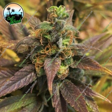Starburst Feminized Marijuana Strain by Cali Weed For Sale Online at Cannabis Seeds Outlet