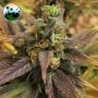 Starburst Feminized Marijuana Strain by Cali Weed For Sale Online at Cannabis Seeds Outlet