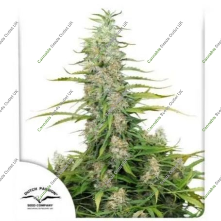 C Vibez Feminized Marijuana Strain by Dutch Passion For Sale Online at Cannabis Seeds Outlet