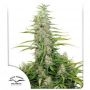 C Vibez Feminized Marijuana Strain by Dutch Passion For Sale Online at Cannabis Seeds Outlet