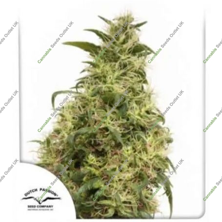 THC Victory Feminized Marijuana Strain by Dutch Passion For Sale Online at Cannabis Seeds Outlet