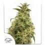 THC Victory Feminized Marijuana Strain by Dutch Passion For Sale Online at Cannabis Seeds Outlet