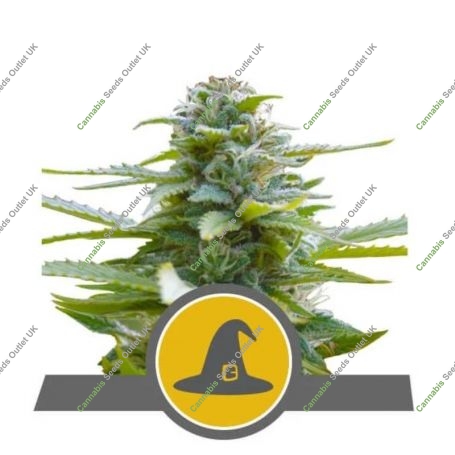 Exotic Witch Regular Marijuana Strain by Royal Queen Seeds For Sale Online at Cannabis Seeds Outlet