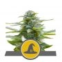 Exotic Witch Regular Marijuana Strain by Royal Queen Seeds For Sale Online at Cannabis Seeds Outlet