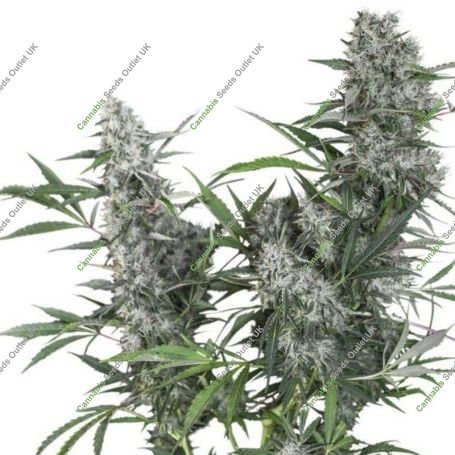 Creeper Regular Marijuana Strain by Super Sativa Seed Club For Sale Online at Cannabis Seeds Outlet