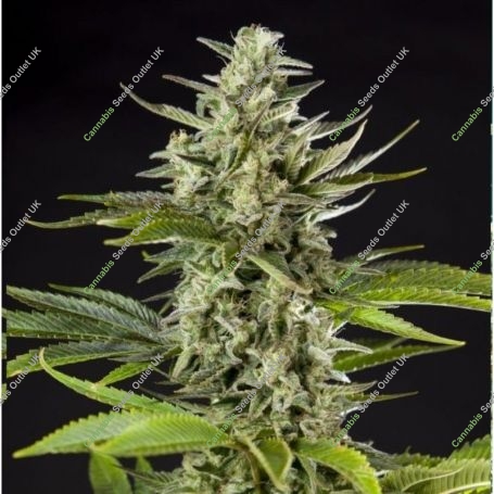 Early Gorilla Feminized Marijuana Strain by Philosopher Seeds For Sale Online at Cannabis Seeds Outlet