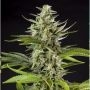 Early Gorilla Feminized Marijuana Strain by Philosopher Seeds For Sale Online at Cannabis Seeds Outlet