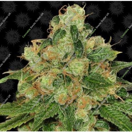 CBD Caramel Feminized Marijuana Strain by Barneys Farm For Sale Online at Cannabis Seeds Outlet