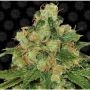 CBD Caramel Feminized Marijuana Strain by Barneys Farm For Sale Online at Cannabis Seeds Outlet