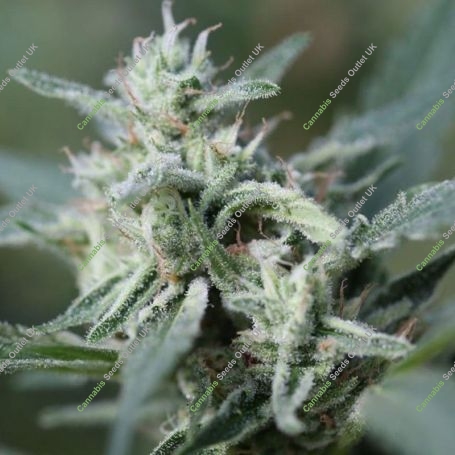 CannaFuel CBD plus Marijuana Strain by Original Sensible Seeds For Sale Online at Cannabis Seeds Outlet
