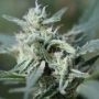 CannaFuel CBD plus Marijuana Strain by Original Sensible Seeds For Sale Online at Cannabis Seeds Outlet