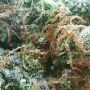CannaFuel CBD plus by Original Sensible Seeds THC Content Potency Strength CBD Height Yield Flowering Time Indica Sativa Genetic