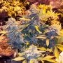 Somango Pineapple Feminized Marijuana Strain by Soma Seeds For Sale Online at Cannabis Seeds Outlet