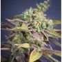 Soma Salad Feminized Marijuana Strain by Soma Seeds For Sale Online at Cannabis Seeds Outlet