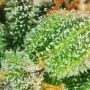 Soma Salad Feminized by Soma Seeds THC Content Potency Strength CBD Height Yield Flowering Time Indica Sativa Genetics