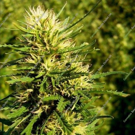 Super Skunk Auto Feminized Marijuana Strain by Nirvana For Sale Online at Cannabis Seeds Outlet