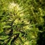Super Skunk Auto Feminized Marijuana Strain by Nirvana For Sale Online at Cannabis Seeds Outlet