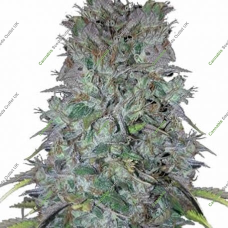 Super Kush Regular Marijuana Strain by British Columbia For Sale Online at Cannabis Seeds Outlet