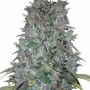 Super Kush Regular Marijuana Strain by British Columbia For Sale Online at Cannabis Seeds Outlet