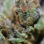 Super Kush Regular by British Columbia THC Content Potency Strength CBD Height Yield Flowering Time Indica Sativa Genetics