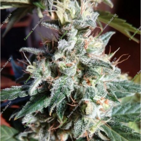 Super Skunk Auto Feminized Marijuana Strain by OO Seeds For Sale Online at Cannabis Seeds Outlet