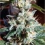 Super Skunk Auto Feminized Marijuana Strain by OO Seeds For Sale Online at Cannabis Seeds Outlet