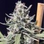 Thunder Auto Feminized Marijuana Strain by R-Kiem For Sale Online at Cannabis Seeds Outlet