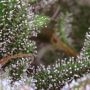 Thunder Auto Feminized by R-Kiem THC Content Potency Strength CBD Height Yield Flowering Time Indica Sativa Genetics