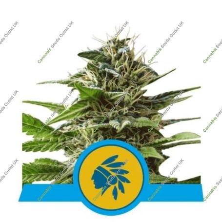 Tatanka Pure CBD Feminized Marijuana Strain by Royal Queen Seeds For Sale Online at Cannabis Seeds Outlet
