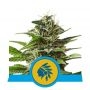 Tatanka Pure CBD Feminized Marijuana Strain by Royal Queen Seeds For Sale Online at Cannabis Seeds Outlet