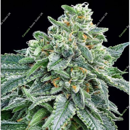 Strawberry Tree Feminized Marijuana Strain by Anesia Seeds For Sale Online at Cannabis Seeds Outlet