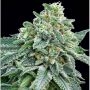 Strawberry Tree Feminized Marijuana Strain by Anesia Seeds For Sale Online at Cannabis Seeds Outlet