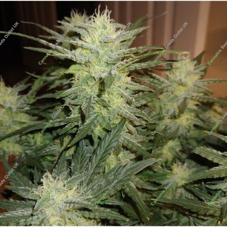 Mimosa Lemon Auto Marijuana Strain by Expert Seeds For Sale Online at Cannabis Seeds Outlet