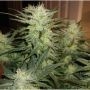 Mimosa Lemon Auto Marijuana Strain by Expert Seeds For Sale Online at Cannabis Seeds Outlet