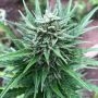 Mimosa Auto Feminized Marijuana Strain by TasteBudz For Sale Online at Cannabis Seeds Outlet